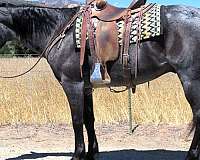 all-around-draft-horse
