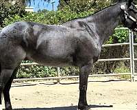 beginner-draft-horse