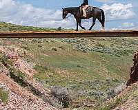 cross-draft-horse