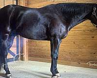 quarter-horse-gelding