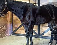 quarter-horse-for-sale