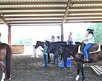 gelding