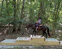 cross-quarter-horse