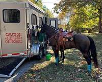 gaited-quarter-horse