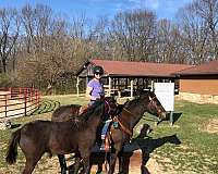 western-pleasure-quarter-horse