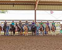 bay-quarter-horse-gelding
