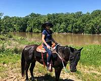 bay-beginner-horse