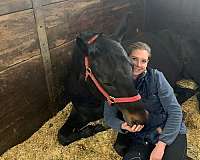 bay-cross-horse
