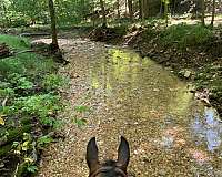 bay-gaited-horse