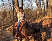 bay-trail-horse