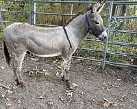 dun-w-blk-points-cross-over-shoulders-donkey