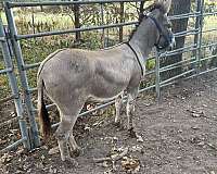 classical-donkey