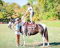 any-level-rider-spotted-saddle-horse
