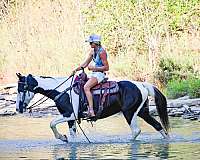 bareback-spotted-saddle-horse