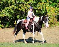 competitive-trail-spotted-saddle-horse