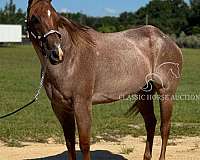 horses-to-ride-gelding