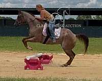 aged-quarter-horse