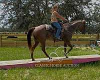all-around-quarter-horse