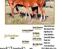 a-chic-in-time-quarter-horse