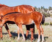 a-chic-in-time-colt