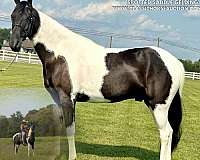 docs-spotted-saddle-horse