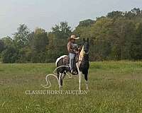 eye-spotted-saddle-horse
