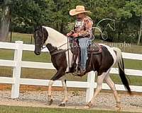 friends-spotted-saddle-horse