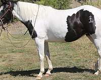 paint-horse