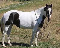 paint-horse-for-sale