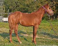 all-around-double-registered-paint-horse