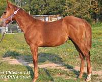 sorrel-paint-stallion