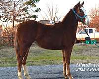 halter-ranch-weanling