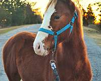 paint-pinto-weanling