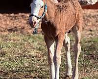 bay-silver-bay-clydesdale-colt