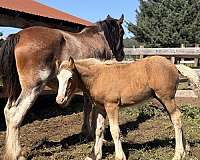 bay-silver-bay-drum-colt