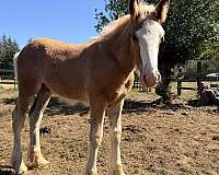 bay-silver-bay-gypsy-vanner-colt
