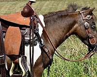 pinto-traine-pony