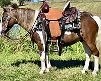 all-around-miniature-pony