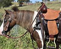 beginner-miniature-pony