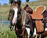 blue-eyed-miniature-pony
