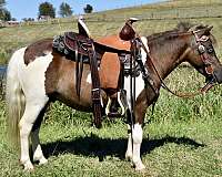 companion-miniature-pony
