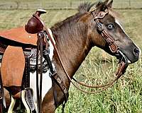 driving-miniature-pony