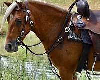 chestnut-trick-pony