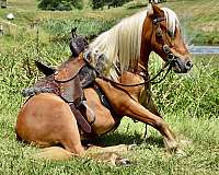 miniature-pony
