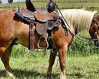 kid-safe-miniature-pony