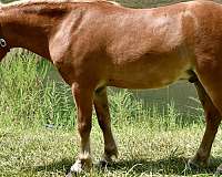 trick-trained-miniature-pony