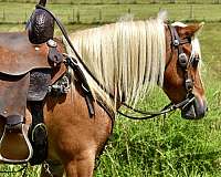 driving-pony-miniature