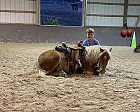 pony-miniature