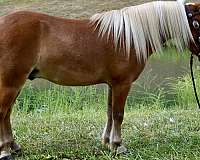 english-pony-miniature