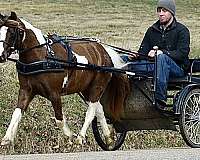 pinto-blue-roan-white-pony